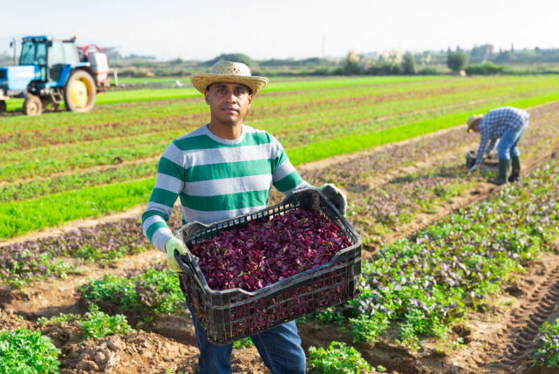 CNA Prepara Propuesta Para Contrarrestar Crisis En Campo Mexicano