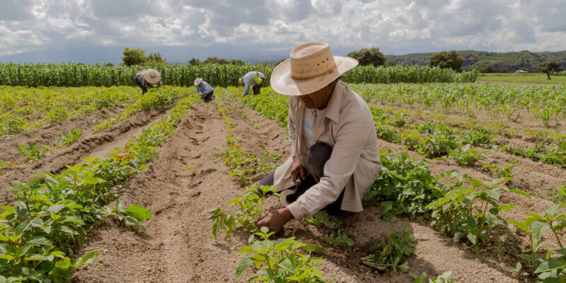 Escándalos Y Fracasos Recientes En El Campo Mexicano: Financiera Rural Y Segalmex