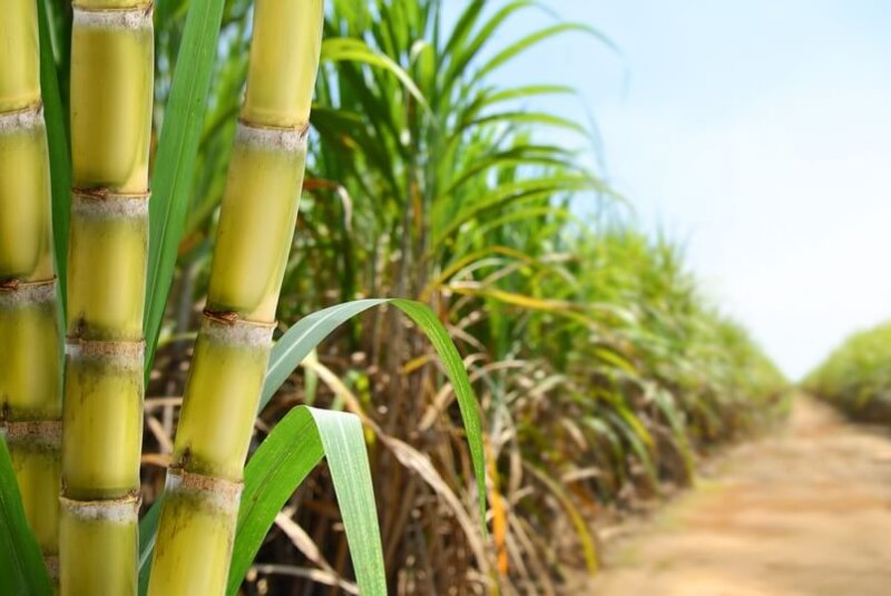 Caerá 11% La Producción Azucarera Nacional