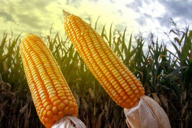 Insisten Legisladores De EU En Disputa Formal Contra México Por Maíz Transgénico