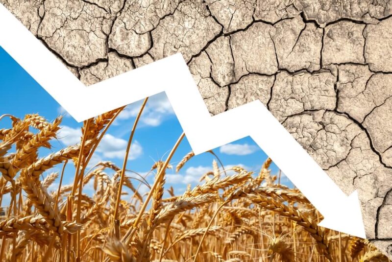 Estrategias De Negocio Para Que El Fenómeno El Niño No Extinga Tus Cultivos