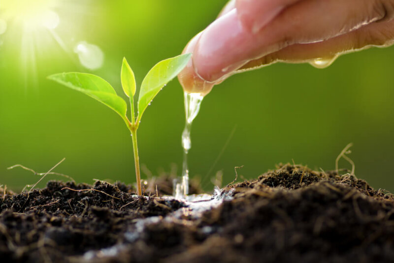 ¿Qué Hacen Coca-Cola Y Heineken Para Cuidar El Agua En México?