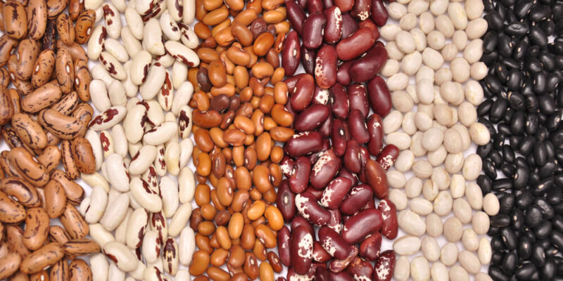 3 Iniciativas Que Rescatan A Los Frijoles Nativos Mexicanos