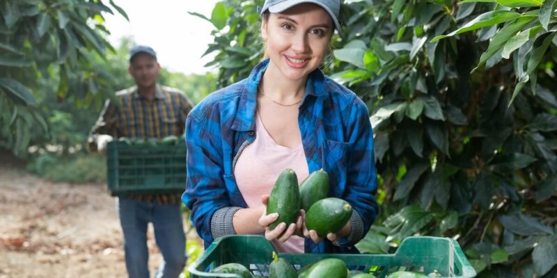Aguacate Cosecha