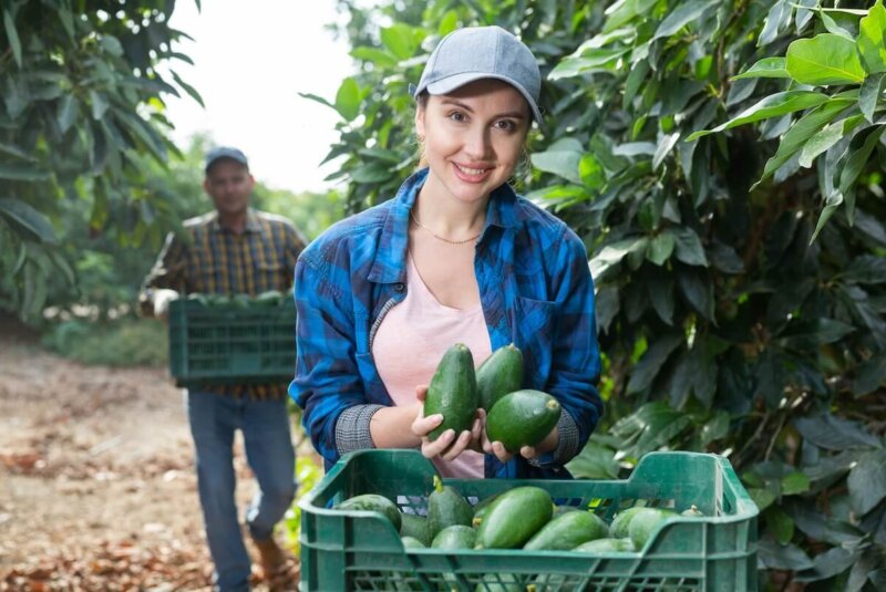 Aguacate Cosecha
