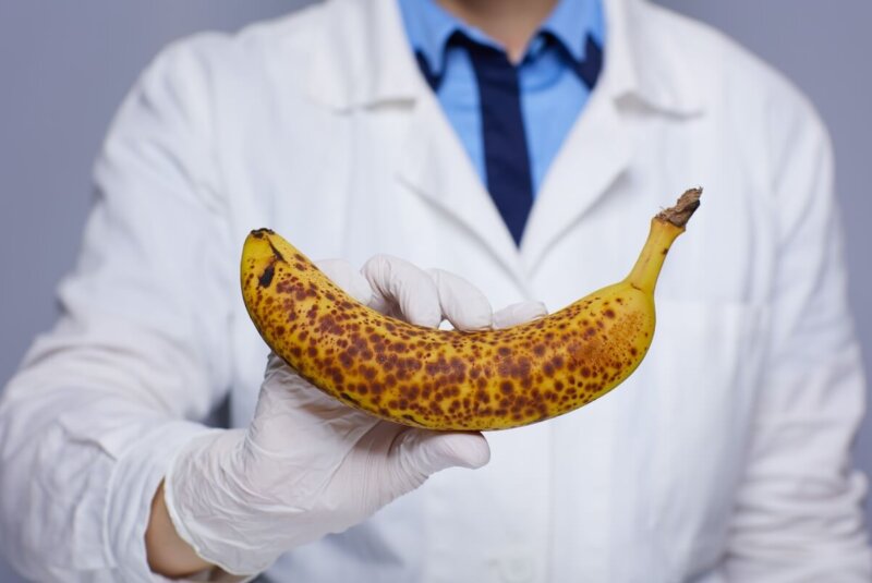 Cientifico Banano Fusarium