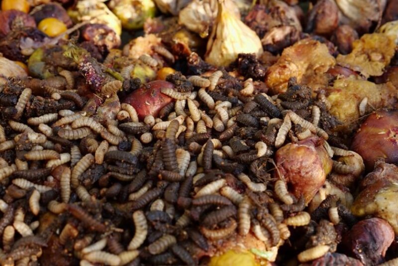 Con Larvas De Mosca Buscan Enriquecer Cultivos Agrícolas En Colombia