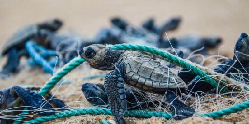 Tortuga Marina Amenazada