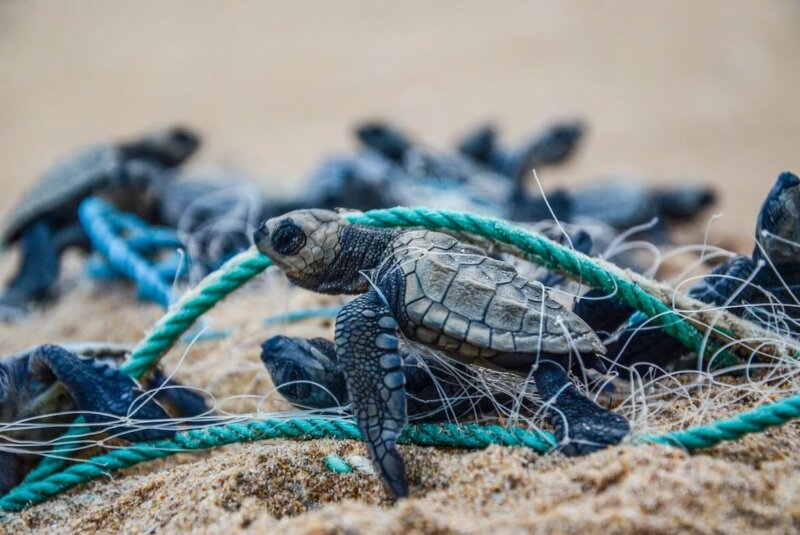 Tortuga Marina Amenazada