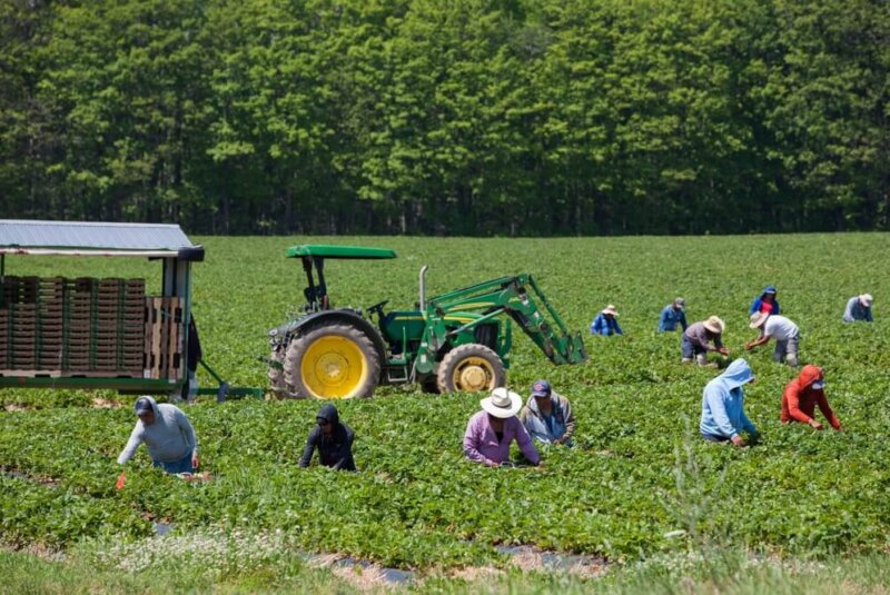 Rentabilidad Campo Mexicano