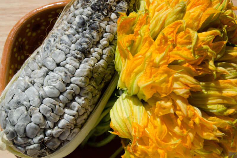 UNAM Crea Huitlacoche Con Biotecnología