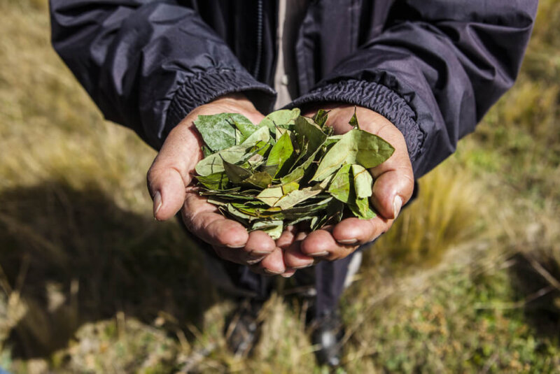 Aprueba Colombia Primer Fertilizante Hecho A Base De Hoja De Coca