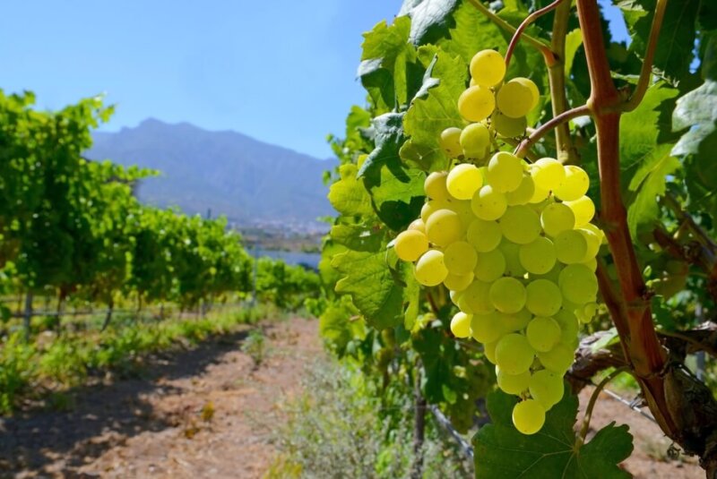 Duplica Uva Su Precio Por Festejos De Año Nuevo