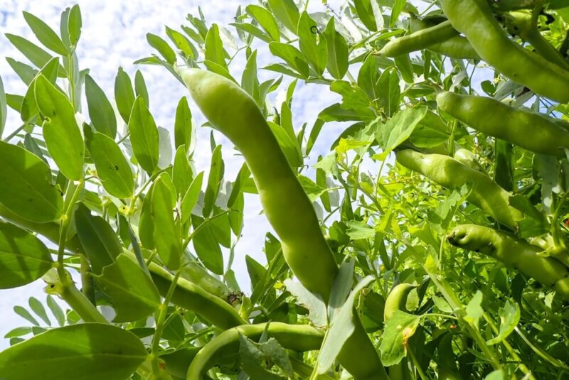 Estos Beneficios Ofrece Programa Precios De Garantía A Productores Nacionales