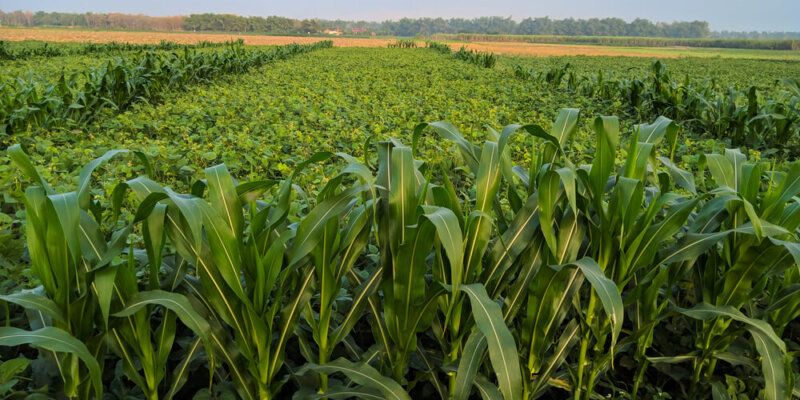 La Milpa: La Técnica De Cultivo Milenaria Que Alimentará A Las Futuras Generaciones