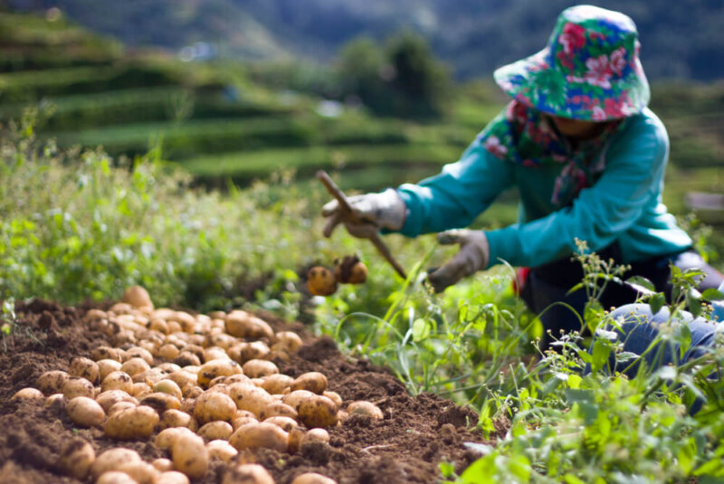 En Colombia Crean Fertilizante De Vinaza Que Aumenta 15% Crecimiento De Cultivos