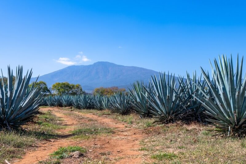 Se Desploma Precio Del Agave: Cayó 87% En El último Año