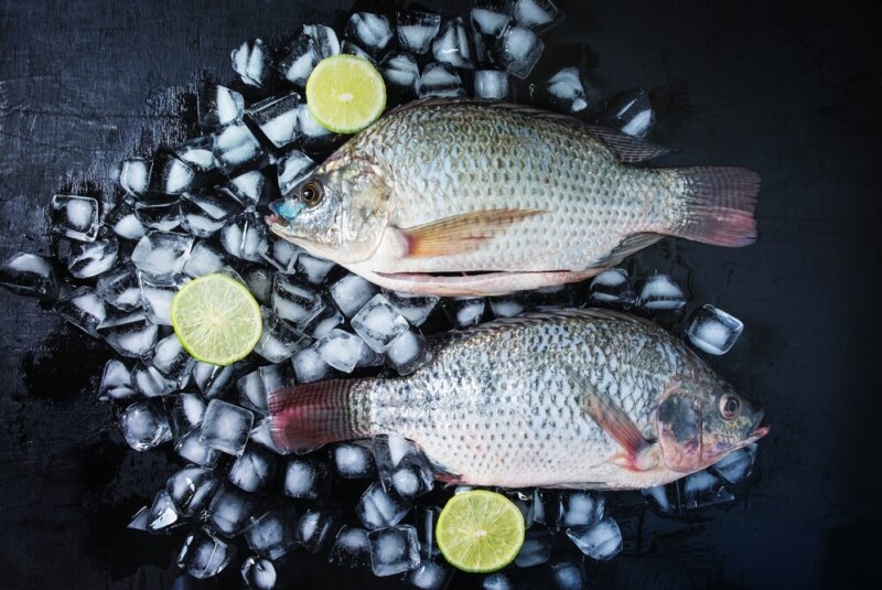 Semana Santa Dispara Consumo De Pescado En Colombia