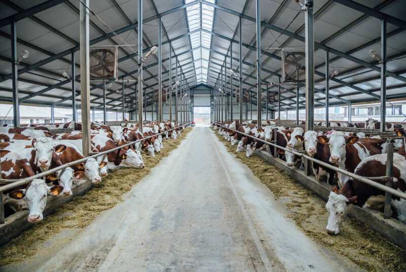 Tecnificación, La Clave Para Que La Ganadería Colombiana Crezca