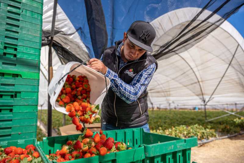 Con Este Programa De Agricultura Regenerativa, Productores Aumentaron 37% Sus Ingresos