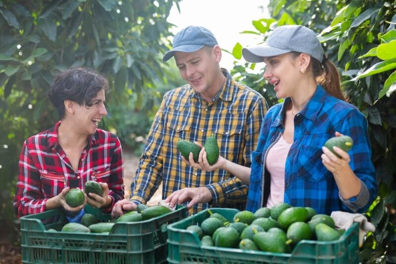 El Precio Del Aguacate Subió 72% En Colombia. Estas Son Las Razones