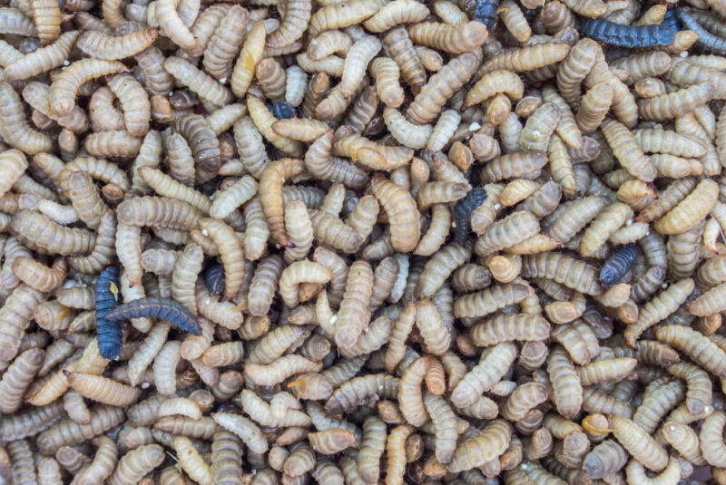 Alimentar Animales De Corral Es 10% Más Económico Si Lo Haces Con Harina De Moscas