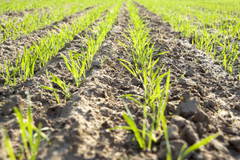 Alerta En Campo Colombiano Por Llegada De La Niña, Impactará Estos Cultivos