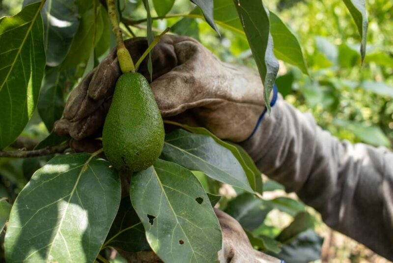 Anticipan Pérdidas Millonarias Por Bloqueo A Exportación De Aguacate