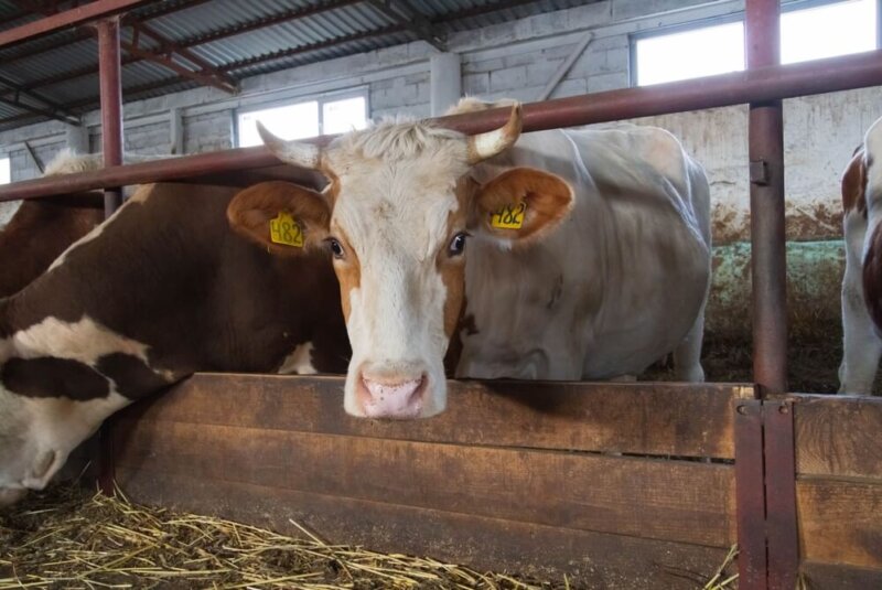 ¿Crías Ganado?, Aquí 4 Consejos Para Que Ahorres Y Cuides Al Planeta