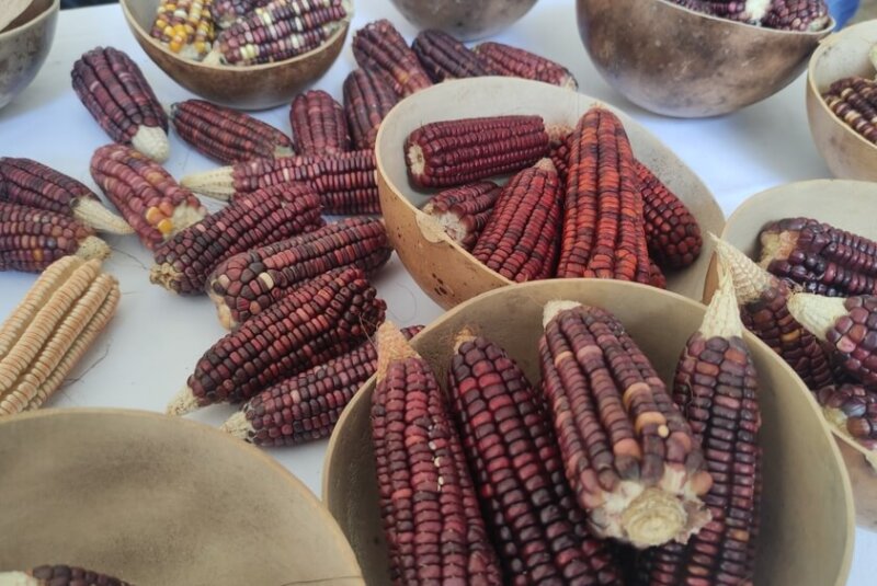 Sader Tiene Este Plan Para Proteger Producción De 64 Razas De Maíces Nativos