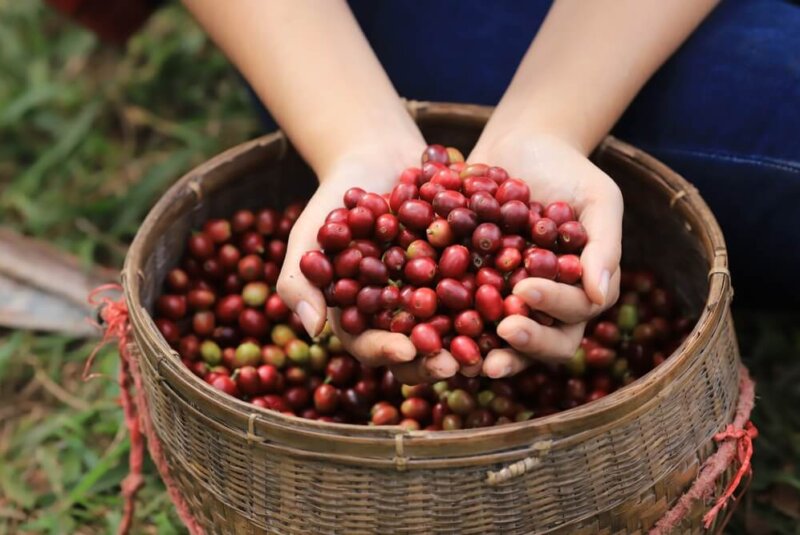 Agroecología Aumenta Rentabilidad De Cultivos Colombianos De Frutas Y Café