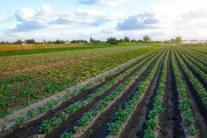 Al Cierre De 2024, Sector Agropecuario Podría Generar El 6% Del PIB